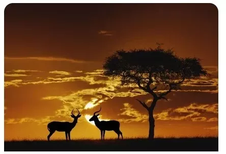 Tenture Murale Animaux De La Savane Africaine