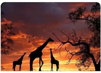 Tenture Murale Savane Africaine Girafe